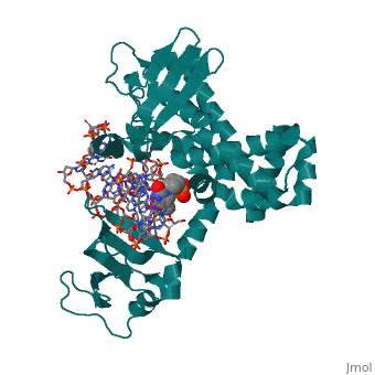 Une topoisomérase I (en vert) tenant en son bec un fragment d'ADN